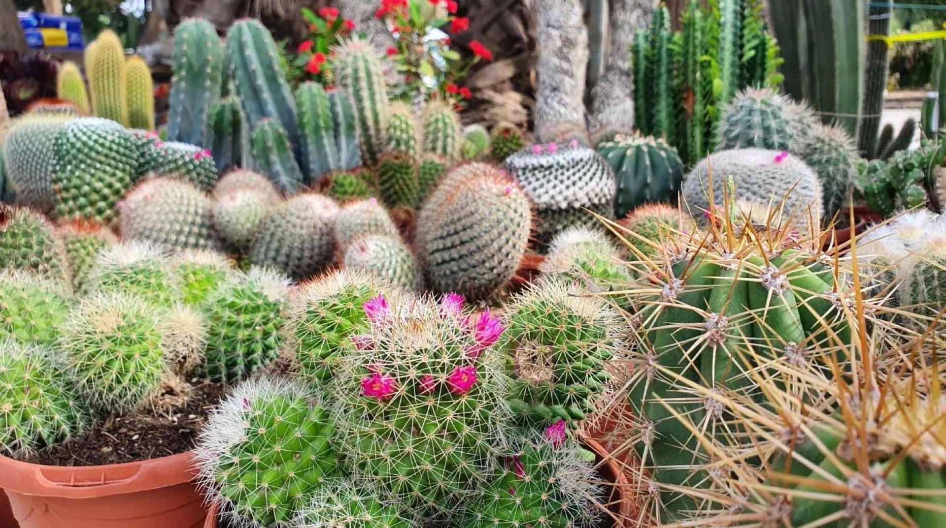 Toscal Garden Center