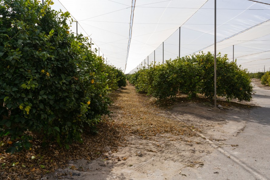 15 Dormitorios - Torrevieja — 37/40