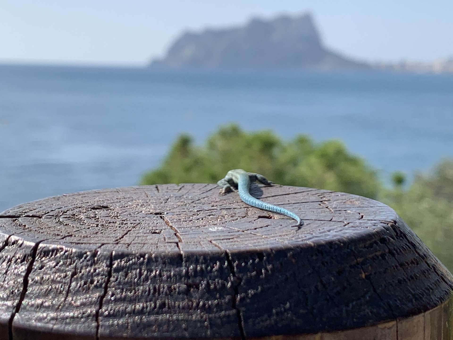 Terrasse von Olalà Xiringuito am Meer in der Cala Baladrar