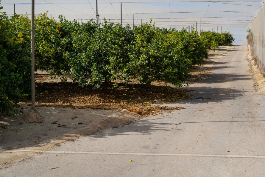 15 Dormitorios - Torrevieja — 36/40