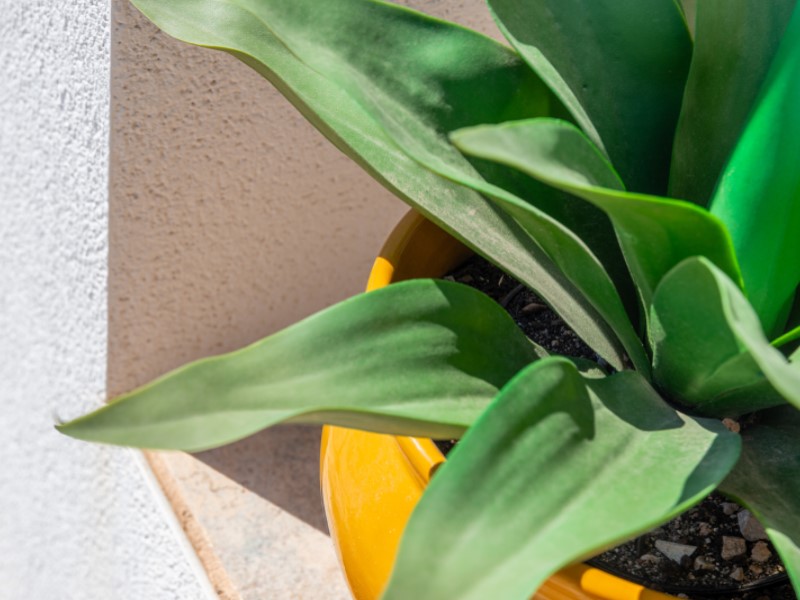 5 Bedrooms - Sant Joan d'Alacant — 12/63