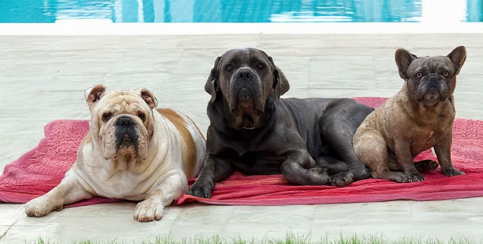 Barnie, Bruno en Ares, de honden van het gezin