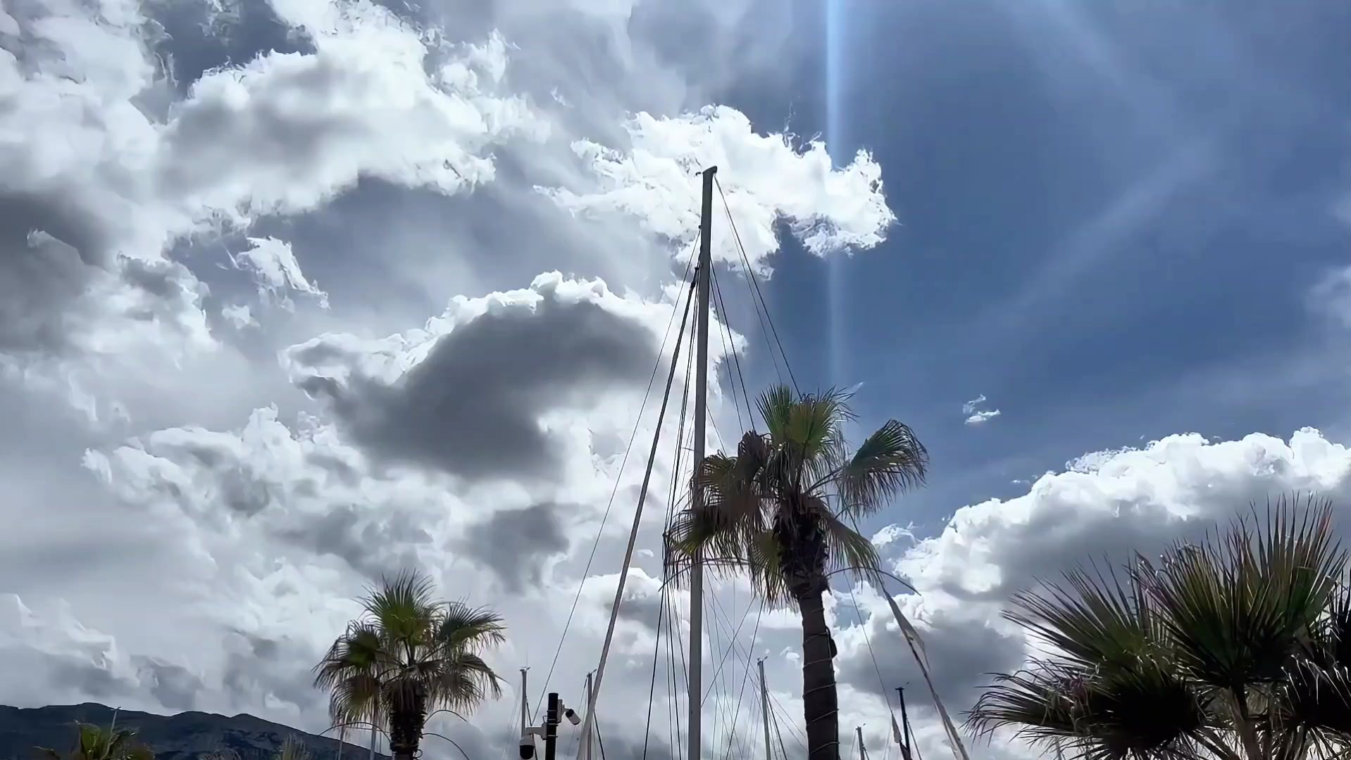 Palm trees and masts at the marina